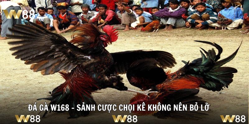 Đá Gà W168 - Sảnh Cược Chọi Kê Không Nên Bỏ Lỡ
