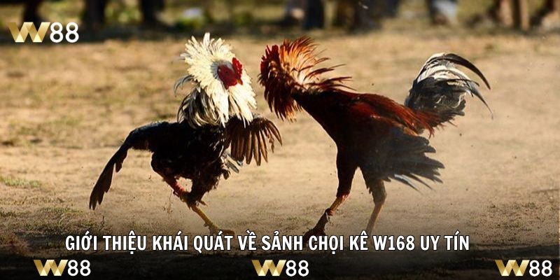 Giới thiệu khái quát về sảnh chọi kê W168 uy tín