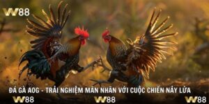 Đá Gà AOG - Trải nghiệm Mãn Nhãn Với Cuộc Chiến Nảy Lửa