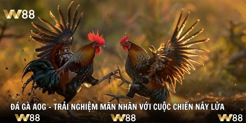 Đá Gà AOG - Trải nghiệm Mãn Nhãn Với Cuộc Chiến Nảy Lửa