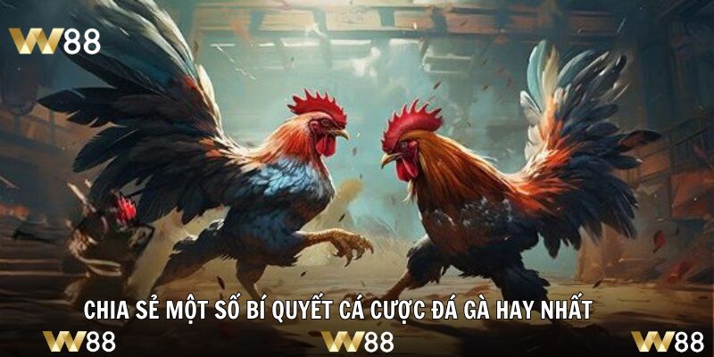 Chia sẻ một số bí quyết cá cược đá gà hay nhất