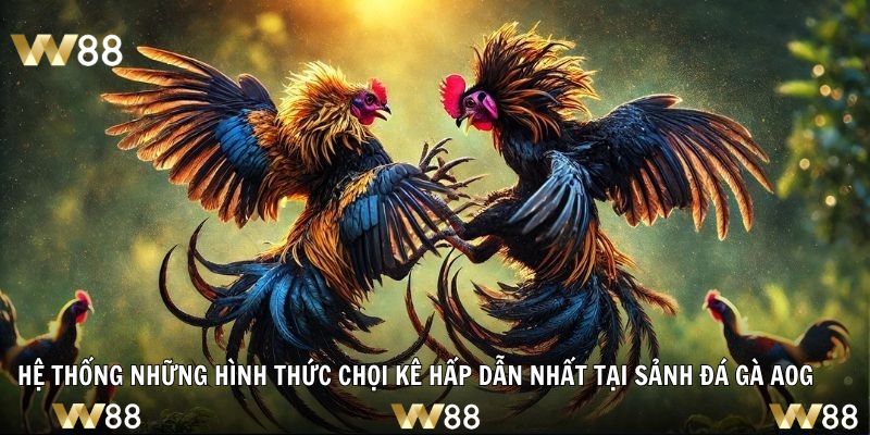 Hệ thống những hình thức chọi kê hấp dẫn nhất tại sảnh đá gà AOG