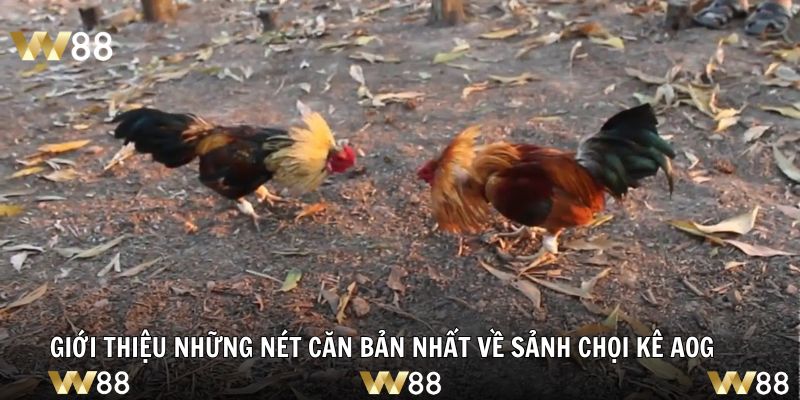 Giới thiệu những nét căn bản nhất về sảnh chọi kê AOG