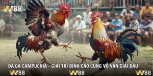 Đá Gà Campuchia - Giải Trí Đỉnh Cao Cùng Vô Vàn Giải Đấu