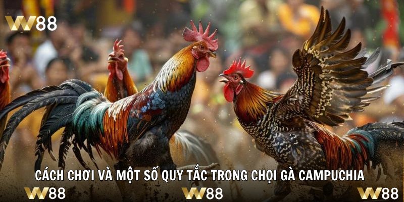 Chia sẻ chi tiết cách chơi và một số quy tắc trong chọi gà Campuchia