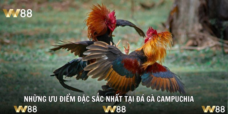 Những ưu điểm đặc sắc nhất tại đá gà Campuchia