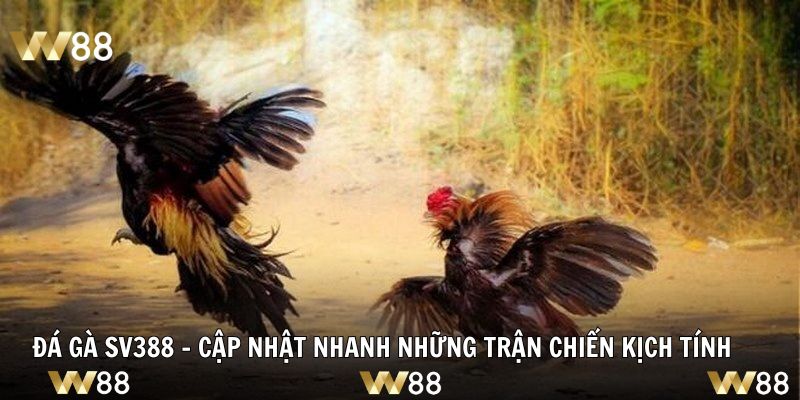 Đá Gà SV388 - Cập Nhật Nhanh Những Trận Chiến Kịch Tính
