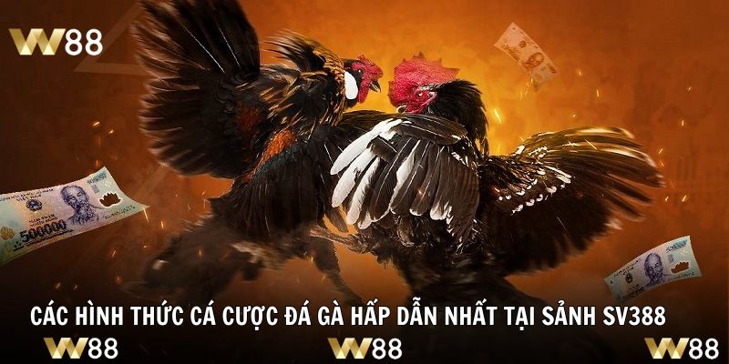Các hình thức cá cược đá gà hấp dẫn nhất tại sảnh SV388