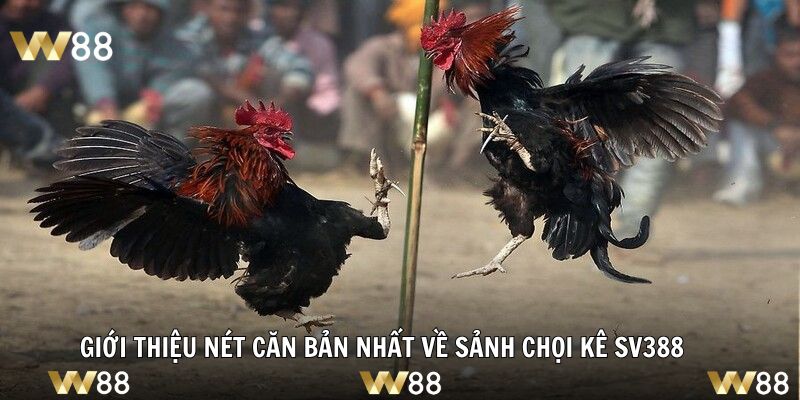 Giới thiệu nét căn bản nhất về sảnh chọi kê SV388