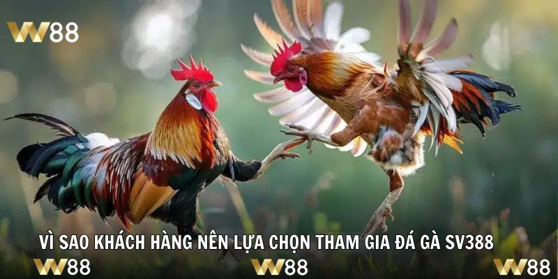 Vì sao khách hàng nên lựa chọn tham gia đá gà SV388
