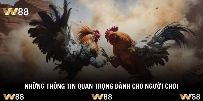 Loại hình đối đầu hấp dẫn an toàn và hợp pháp